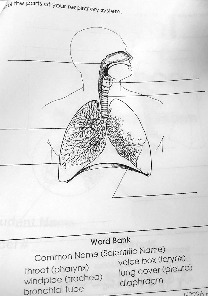 SOLVED Please help with all labels. Thank you! Word Bank Common Name