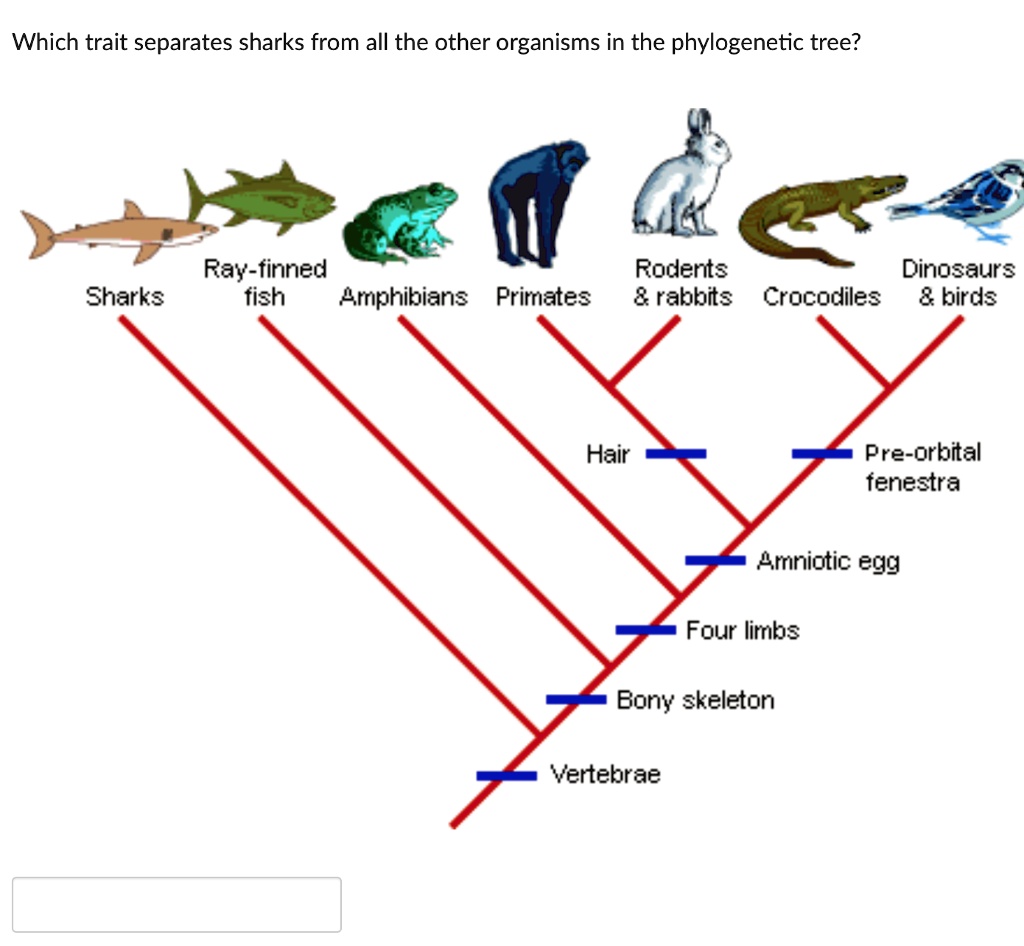 SOLVED: Which trait separates sharks from all the other organisms in