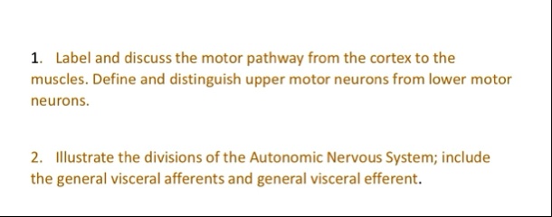 1 label and discuss the motor pathway from the cortex to the muscles define and distinguish upper motor neurons from lower motor neurons 2 illustrate the divisions of the autonomic nervous s 45977