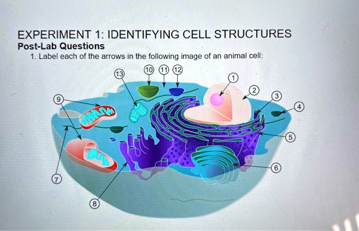 experiment identifying cell structures post lab questions 1 label each of the arrows in the following image of an animal cell 32034