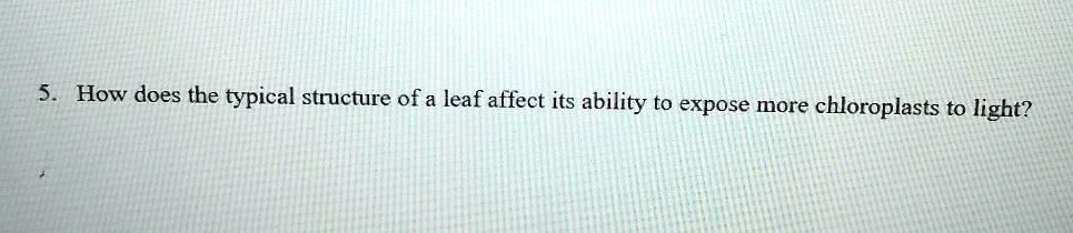 5. How does the typical structure of a leaf affect its ability to expose more chloroplasts to light?