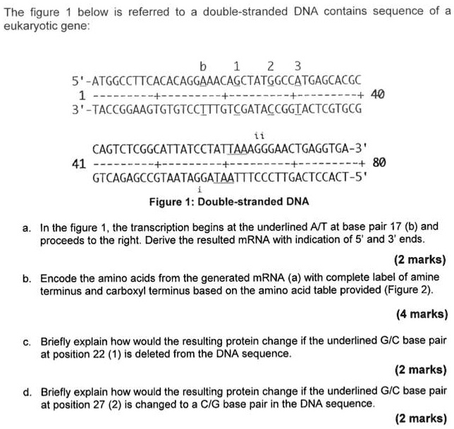 The figure 1 below is referred to a double-stranded DNA contains sequence of a eukaryotic gene:
b 1 2 3
5'-ATGGCCTTCACACAGGAAACAGCTATGGCCATGAGCACGC
1 —-+—-+—-+—-+ 40
3'-TACCGGAAGTGTGTCCTTTGTCGATACCGGTACTCGTGCG
ii
CAGTCTCGGCATTATCCTATTAAAGGGAACTGAGGTGA-3'
41 —-+—-+—-+—-+ 80
GTCAGAGCCGTAATAGGATAATTTCCCTTGACTCCACT-5'
i
Figure 1: Double-stranded DNA
a. In the figure 1, the transcription begins at the underlined A/T at base pair 17 (b) and proceeds to the right. Derive the resulted mRNA with indication of 5' and 3' ends. (2 marks)
b. Encode the amino acids from the generated mRNA (a) with complete label of amine terminus and carboxyl terminus based on the amino acid table provided (Figure 2). (4 marks)
c. Briefly explain how would the resulting protein change if the underlined G/C base pair at position 22 (1) is deleted from the DNA sequence. (2 marks)
d. Briefly explain how would the resulting protein change if the underlined G/C base pair at position 27 (2) is changed to a C/G base pair in the DNA sequence. (2 marks)