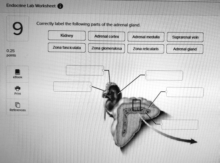 SOLVED: Correctly label the following parts of the adrenal gland