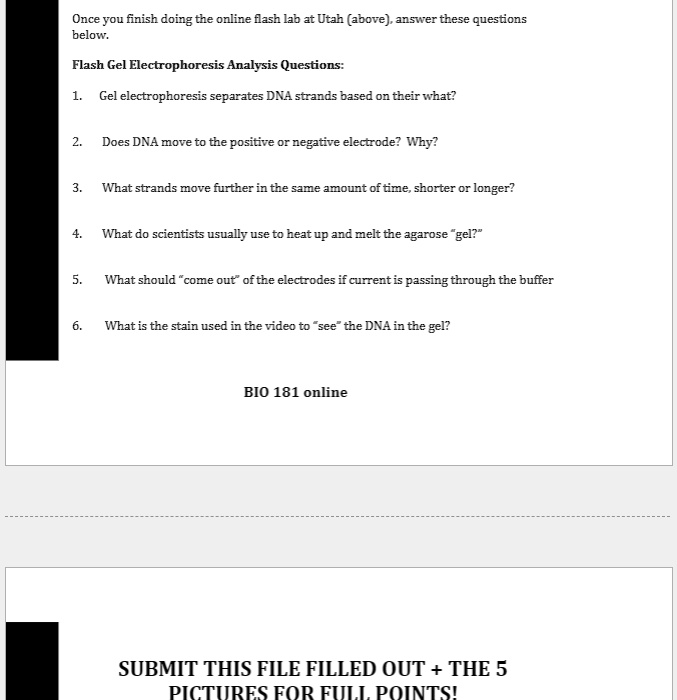 Once you finish doing the online flash lab at Utah (above), answer these questions
below.

Flash Gel Electrophoresis Analysis Questions:

1. Gel electrophoresis separates DNA strands based on their what?

2. Does DNA move to the positive or negative electrode? Why?

3. What strands move further in the same amount of time, shorter or longer?

4. What do scientists usually use to heat up and melt the agarose "gel?"

5. What should "come out" of the electrodes if current is passing through the buffer

6. What is the stain used in the video to "see" the DNA in the gel?

SUBMIT THIS FILE FILLED OUT + THE 5
PICTURES FOR FULL POINTS!