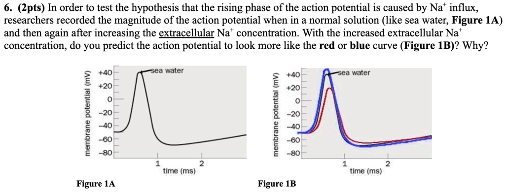 6. (2pts) In order to test the hypothesis that the rising phase of the action potential is caused by Na^+ influx,
researchers recorded the magnitude of the action potential when in a normal solution (like sea water, Figure 1A)
and then again after increasing the extracellular Na^+ concentration. With the increased extracellular Na^+ 
concentration, do you predict the action potential to look more like the red or blue curve (Figure 1B)? Why?
