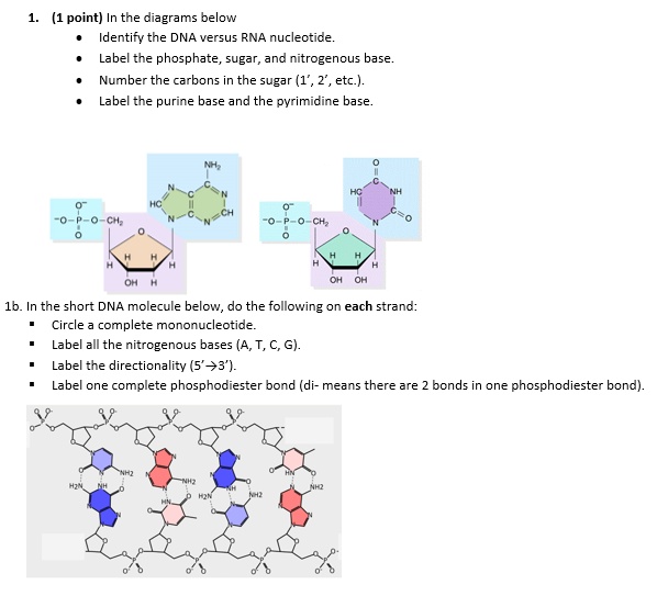 Solved In The Diagrams Below Identify The Dna Versus Rna Nucleotides Label The Phosphate