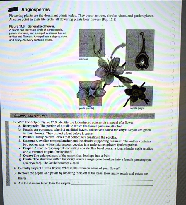angiosperms flowering plants are the dominant plants todjy they occur ...