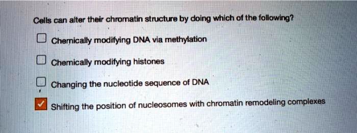 Cells can alter their chromatin structure by doing which of the following?
Chemically modifying DNA via methylation
Chemically modifying histones
Changing the nucleotide sequence of DNA
Shifting the position of nucleosomes with chromatin remodeling complexes
