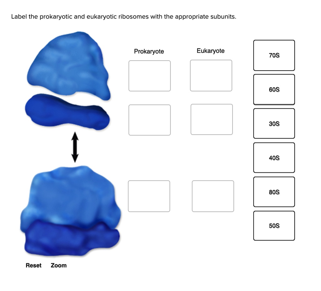 SOLVED: Label the prokaryotic and eukaryotic ribosomes with the ...
