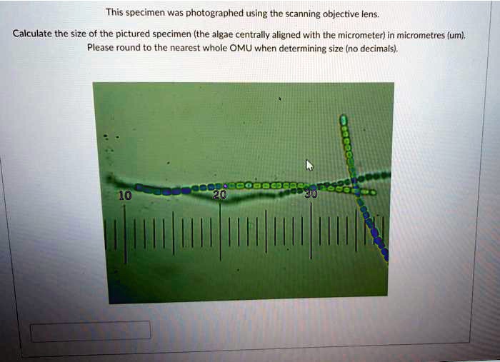 SOLVED This specimen was photographed using the scanning objective