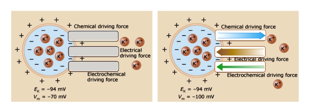 PET Chemistry The Driving Force in Mole… PET Chemistry The Driving Force in Mole… PET Chemistry: The