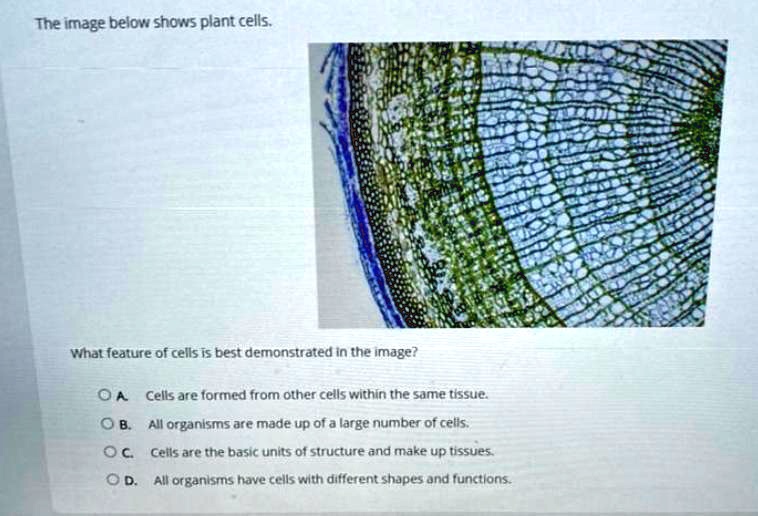 Cell Image Feature The image below shows plant cells. What feature of cells is best ...
