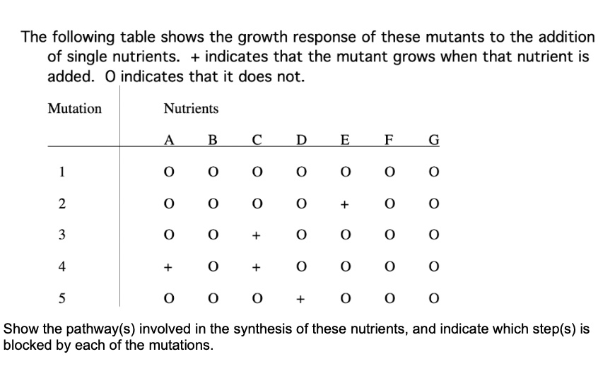 The following table shows the growth response of these mutants to the addition
of single nutrients. + indicates that the mutant grows when that nutrient is
added. O indicates that it does not.
Mutation
Nutrients
A
B
C
D
E
F
G
1
0
0
0
0
0
0
0
2
0
0
0
0
+
0
0
3
0
0
+
0
0
0
0
4
+
0
+
0
0
0
0
5
0
0
0
+
0
0
0
Show the pathway(s) involved in the synthesis of these nutrients, and indicate which step(s) is
blocked by each of the mutations.