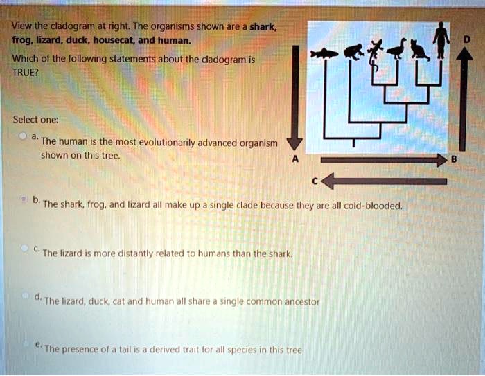 View the cladogram at right. The organisms shown are a shark, frog, lizard, duck, housecat, and human.

Which of the following statements about the cladogram is TRUE?

Select one:
a. The human is the most evolutionarily advanced organism shown on this tree.
b. The shark, frog, and lizard all make up a single clade because they are all cold-blooded.
c. The lizard is more distantly related to humans than the shark.
d. The lizard, duck, cat and human all share a single common ancestor
e. The presence of a tail is a derived trait for all species in this tree.