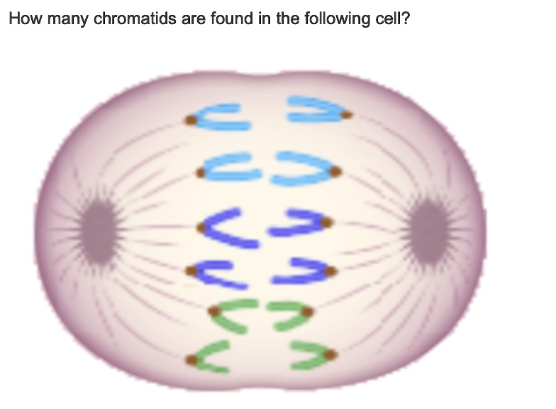 How many chromatids are found in the following cell?