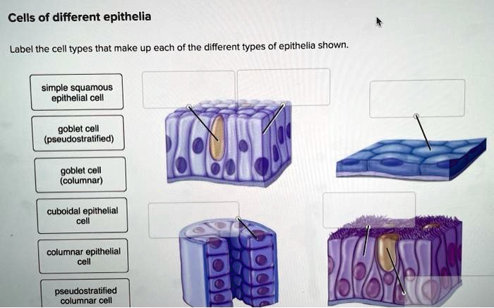 Solved: Cells Of Different Epithelia Label The Cell Types That Make Up 