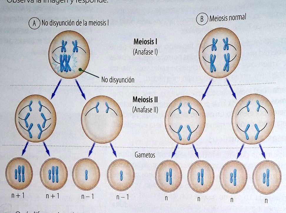 SOLVED: que diferencia existe entre estas dos meiosis? JujCiva Ia ...