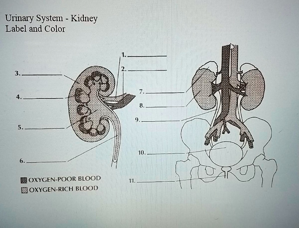 Kidney Vector Art, Icons, and Graphics for Free Download