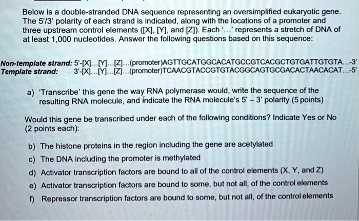 Solved: Below Is A Double-stranded Dna Sequence Representing An 