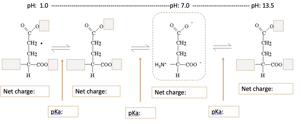 SOLVED: Question 3: (10 marks) The net charge of an amino acid depends ...