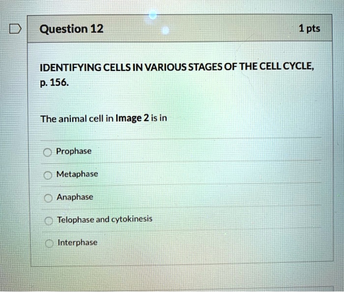 Solved Question 12 1pts Identifying Cells In Various Stages Of The