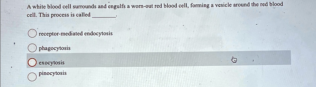 A white blood cell surrounds and engulfs a worn-out red blood cell, forming a vesicle around the red blood
cell. This process is called 
receptor-mediated endocytosis
phagocytosis
exocytosis
pinocytosis
