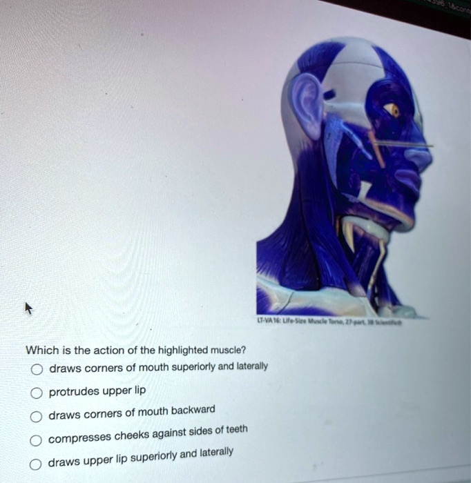 SOLVED Which is the action of the highlighted muscle? draws corners of