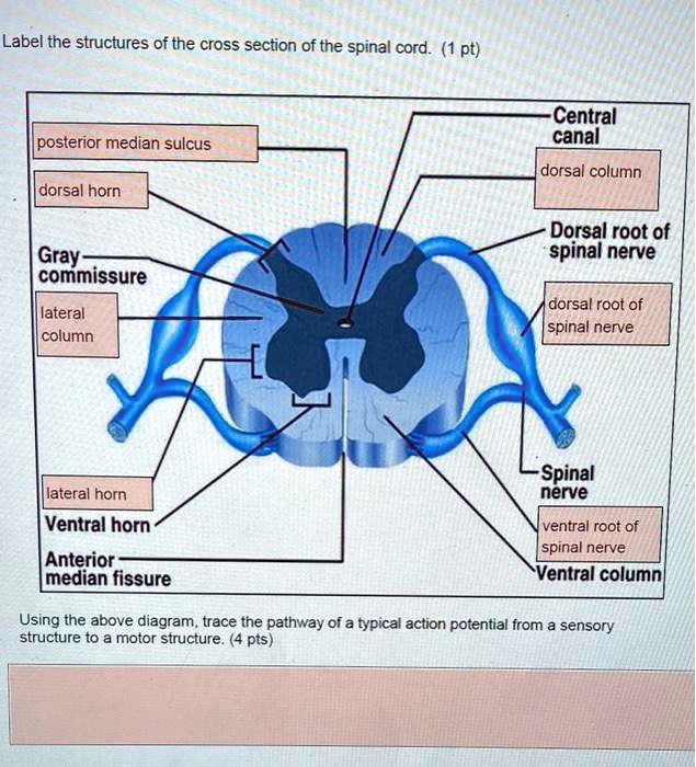 solved-label-the-structures-of-the-cross-section-of-the-spinal-cord