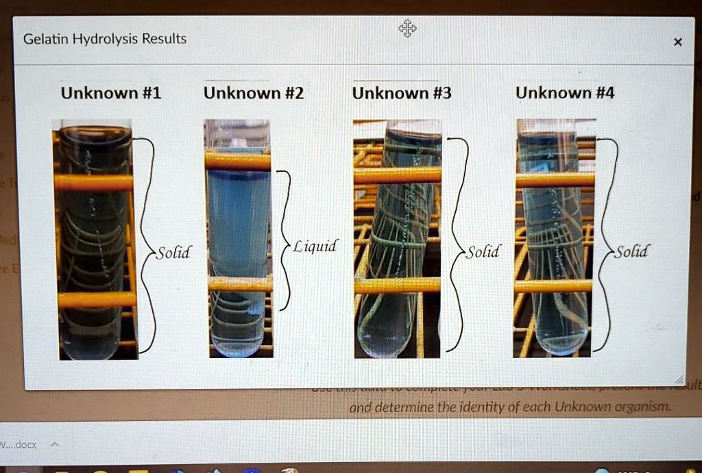 SOLVED Which test tubes represent Bacillus Megaterium, E. Coli, Lactococcus Lactis, Alcaligenes