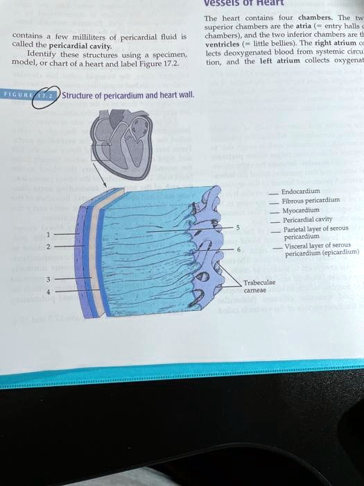 contains a few milliliters of pericardial fluid is called the pericardial cavity. Identify these structures using a specimen, model, or chart of a heart and label Figure 17.2. Structure of pericardium and heart wall. Vessels of Heart The heart contains four chambers. The two superior chambers are the atria (= entry halls of chambers), and the two inferior chambers are the ventricles (= little bellies). The right atrium collects deoxygenated blood from systemic circulation, and the left atrium collects oxygenated. 1 2 3 4 5 6 Endocardium Fibrous pericardium Myocardium Pericardial cavity Parietal layer of serous pericardium Visceral layer of serous pericardium (epicardium) Trabeculae carneae