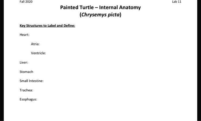SOLVED: Fall 2020 Lab 14 Painted Turtle Internal Anatomy (Chrysemys ...
