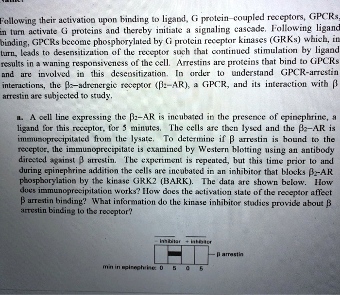 Following their activation upon binding to ligand, G protein-coupled receptors, GPCRs, in turn activate G proteins and thereby initiate a signaling cascade. Following ligand binding, GPCRs become phosphorylated by G protein receptor kinases (GRKs) which, in turn, leads to desensitization of the receptor such that continued stimulation by ligand results in a waning responsiveness of the cell. Arrestins are proteins that bind to GPCRs and are involved in this desensitization. In order to understand GPCR-arrestin interactions, the ?2-adrenergic receptor (?2-AR), a GPCR, and its interaction with ? arrestin are subjected to study.
a. A cell line expressing the ?2-AR is incubated in the presence of epinephrine, a ligand for this receptor, for 5 minutes. The cells are then lysed and the ?2-AR is immunoprecipitated from the lysate. To determine if ? arrestin is bound to the receptor, the immunoprecipitate is examined by Western blotting using an antibody directed against ? arrestin. The experiment is repeated, but this time prior to and during epinephrine addition the cells are incubated in an inhibitor that blocks ?2-AR phosphorylation by the kinase GRK2 (BARK). The data are shown below. How does immunoprecipitation works? How does the activation state of the receptor affect ? arrestin binding? What information do the kinase inhibitor studies provide about ? arrestin binding to the receptor?
- inhibitor + inhibitor
? arrestin
min in epinephrine: 0 5 0 5