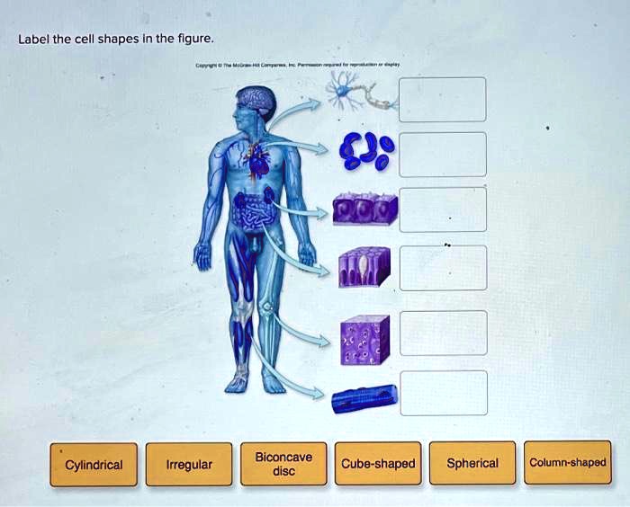 SOLVED Label the cell shapes in the figure Q8 OLL Cylindrical