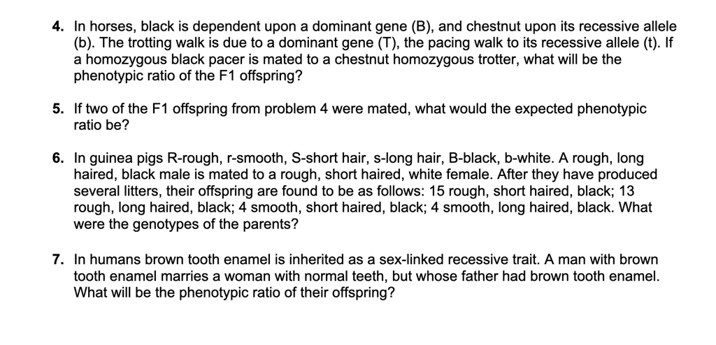 SOLVED: In Horses, Black Is Dependent Upon A Dominant Gene (B); And ...