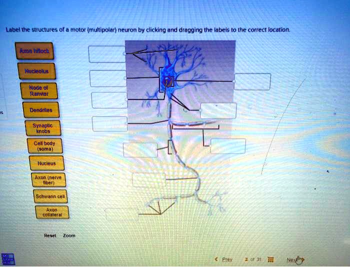 label the structures of a motor multipolar neuron by clicking and ...