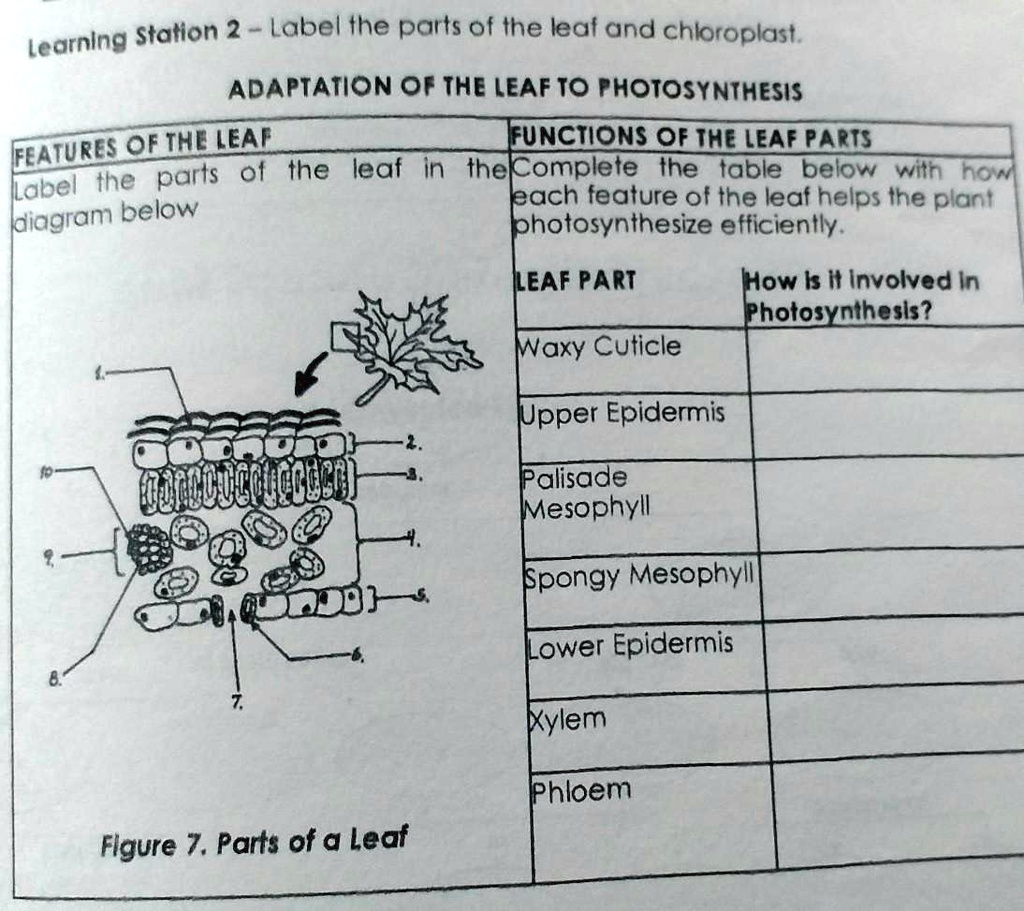 SOLVED Learning Station 2 Label the parts of the leaf and