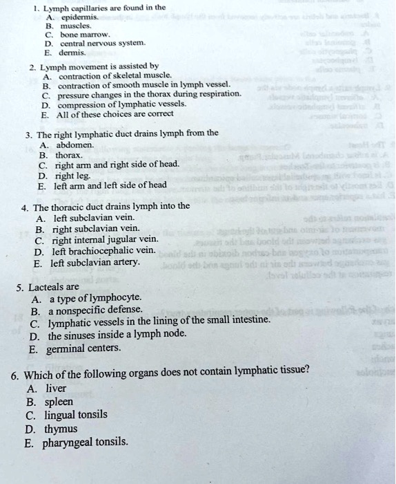 SOLVED: 1. Lymph capillaries are found in the A. epidermis. B. muscles ...