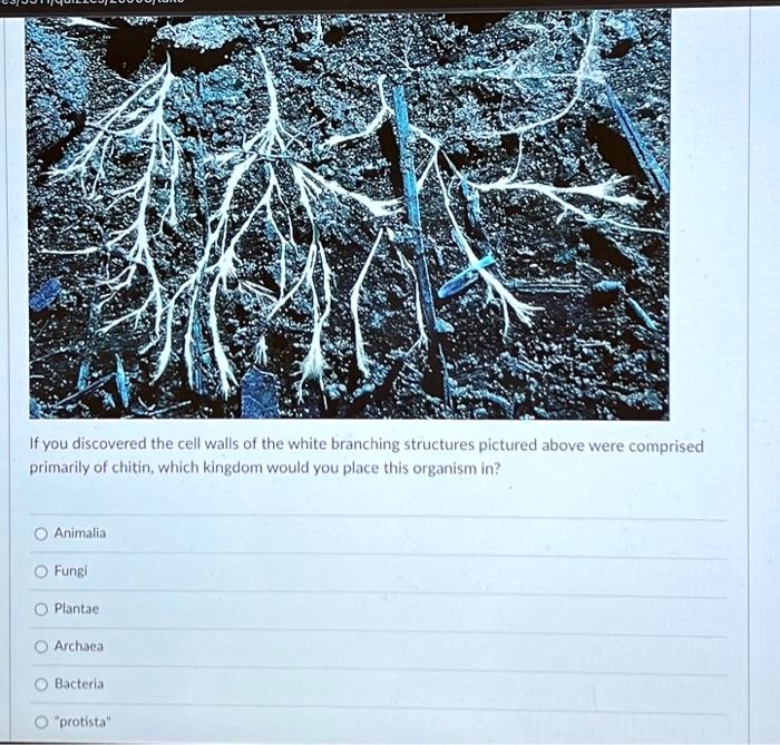 SOLVED If you discovered the cell walls of the white branching