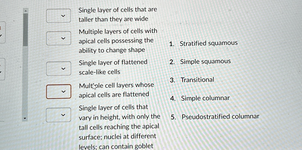 Multiple Cell Layers single layer of cells that are taller than they are wide multiple ...