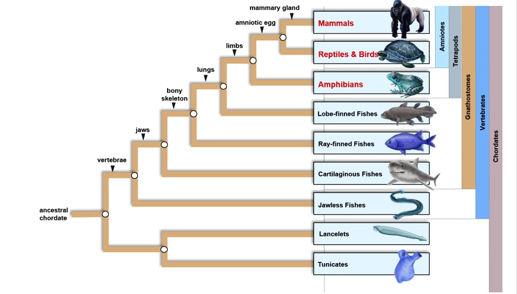 SOLVED: mammary gland amniotic egg Mammals limbs [ L 1 | 1 Reptiles