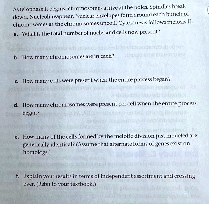 SOLVED As telophase II begins, chromosomes arrive at the poles Spindles break down. Nucleoli