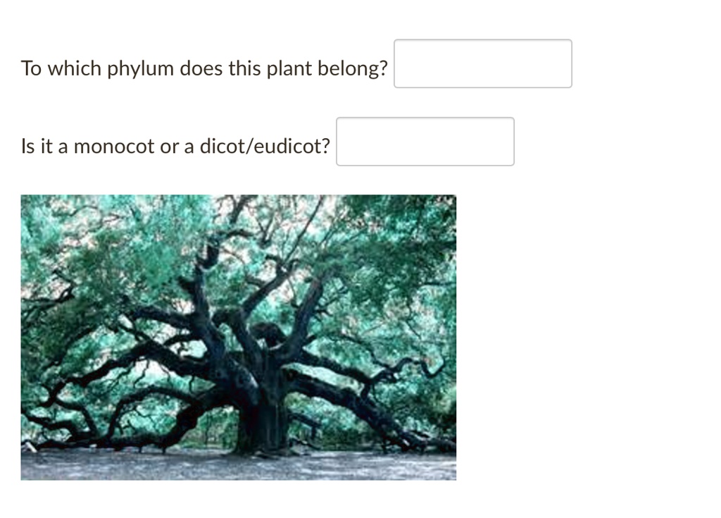 To which phylum does this plant belong?Is it a monoco… - SolvedLib