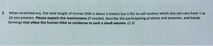 SOLVED:When stretched out, the total length of human DNA Is about ...