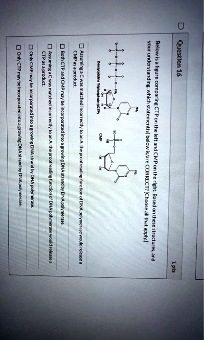 Question 16
Below is a figure comparing CTP on the left and CMP on the right. Based on these structures, and your understanding, which statement(s) below is/are CORRECT? [Choose all that apply.]
Assuming a C was matched incorrectly to an A, the proofreading function of DNA polymerase would release a CMP as a product.
Both CTP and CMP may be incorporated into a growing DNA strand by DNA polymerase.
Assuming a C was matched incorrectly to an A, the proofreading function of DNA polymerase would release a CTP as a product.
Only CMP may be incorporated into a growing DNA strand by DNA polymerase.
Only CTP may be incorporated into a growing DNA strand by DNA polymerase.