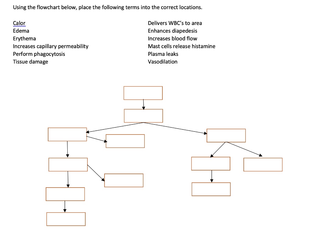 SOLVEDUsing the flowchart below, place the following terms into the