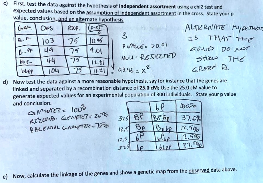 c) First, test the data against the hypothesis of independent assortment using a chi2 test and expected values based on the assumption of independent assortment in the cross. State your p value, conclusion, and an alternate hypothesis.

Gen. | Obs | Exp. | (O-E)^2/E
— | — | — | —
B-P- | 103 | 75 | 10.45
B-pp | 49 | 75 | 9.01
bbP- | 44 | 75 | 12.81
bbpp | 104 | 75 | 11.21

3
P VALUE > 0.01
NULL = REJECTED
43.46 = x^2

ALTERNATE HYPOTHESIS IS THAT THE GENES DO NOT SHOW THE GIVEN A.

d) Now test the data against a more reasonable hypothesis, say for instance that the genes are linked and separated by a recombination distance of 25.0 cM; Use the 25.0 cM value to generate expected values for an experimental population of 300 individuals. State your p value and conclusion.

GAMETES = 100%
RECOMB. GAMETES = 25%
PARENTAL GAMETES = 75%

| | bp | 100%
— | — | —
37.5 BP | BPbp | 37.5%
12.5 Bp | Bpbp | 12.5%
12.5 bP | bPbp | 12.5%
37.5 bp | bbpp | 37.5%

e) Now, calculate the linkage of the genes and show a genetic map from the observed data above.
