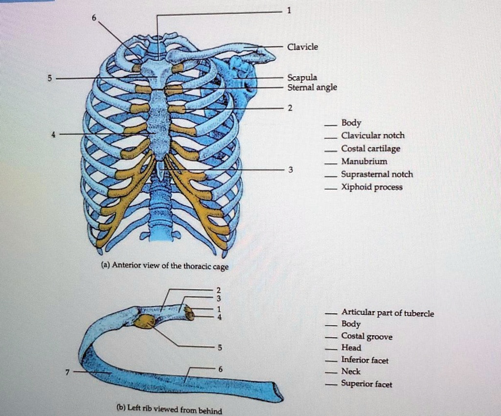 SOLVED: Can't read handwriting. Clavicle Scapula Sternal angle 2 Body ...