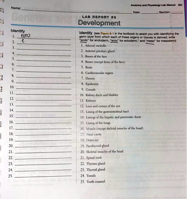 Name: Date: Section:
LAB REPORT 53
Development
Identify
1. ecto
2. e
3. 
4. 
5. 
6. 
7. 
8. 
9. 
10. 
11. 
12. 
13. 
14. 
15. 
16. 
17. 
18. 
19. 
20. 
21. 
22. 
23. 
24. 
25. 
Identify (see Figure 8-1 in the textbook to assist you with identifying the germ layer from which each of these organs or tissues is derived; write "endo" for endoderm, "ecto" for ectoderm, and "meso" for mesoderm)
1. Adrenal medulla
2. Anterior pituitary gland
3. Bones of the face
4. Bones (except those of the face)
5. Brain
6. Cardiovascular organs
7. Dermis
8. Epidermis
9. Gonads
10. Kidney ducts and bladder
11. Kidneys
12. Lens and cornea of the eye
13. Lining of the gastrointestinal tract
14. Linings of the hepatic and pancreatic ducts
15. Lining of the lungs
16. Muscle (except skeletal muscles of the head)
17. Nasal cavity
18. Outer ear
19. Parathyroid gland
20. Skeletal muscles of the head
21. Spinal cord
22. Thymus gland
23. Thyroid gland
24. Tonsils
25. Tooth enamel