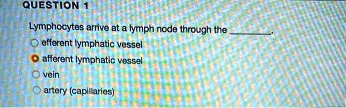 SOLVED:QUESTION Lymphocytes arrive at a lymph node through the efferent ...