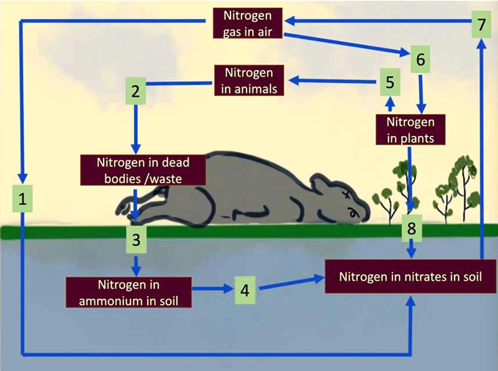 SOLVED Nitrogen gas in air Nitrogen in animals 5 2 Nitrogen in plants Nitrogen in dead bodies
